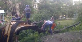 Черемуха упала во дворе дома Лиля Федосеева