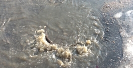 Грязная и дурнопахнущая вода хлещет из канализационного люка Корр. ИА AmurMedia