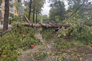 Упавшее дерево Пресс-служба администрации Хабаровска