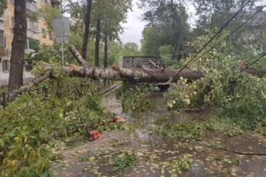 Упавшее дерево Из архива
