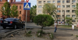 Кустарник, растущий из &quotлестницы&quot Анастасия Афанасенко