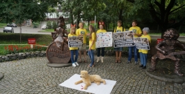Пикет в защиту безнадзорных животных прошел в Хабаровске Анастасия Афанасенко