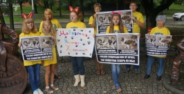 Стерилизация и ТВ-программа помогут решить проблему безнадзорных животных в Хабаровске Анастасия Афанасенко