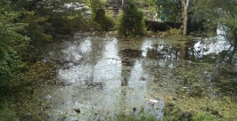 Затянутая тиной вода Евгений Попов
