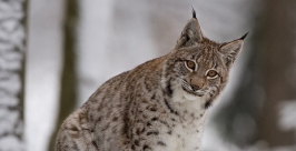 Рвсь http://animalbox.ru/