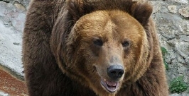 Медведь http://commons.wikimedia.org/
