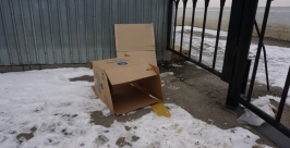 Судьба хабаровского Хатико затронула души жителей города Роман Федоров
