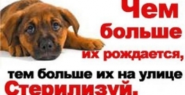 Пикет по стерилизации безнадзорных животных Из официальной группы социальной сети &quotВКонтакте&quot