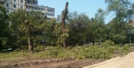 Спиленные деревья вдоль улицы Волочаевской Евгений Попов