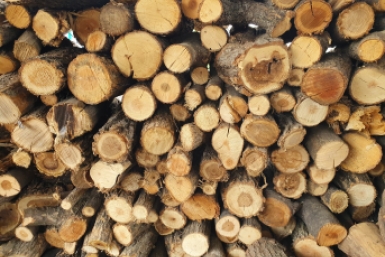 Незаконная рубка леса обошлась якутянину в 200 тысяч рублей Анна Водопьянова, ИА UssurMedia