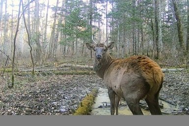 Тайная жизнь тайги Хабаровского края в объективе фотоловушки