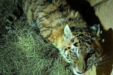 Ещё одного тигрёнка-сироту обнаружили в Хабаровском крае