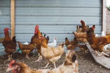 Тематическое фото Сайт pxhere.com