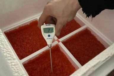 35 тысяч эмбрионов радужной форели прилетели в Хабаровск из Франции Приморское межрегиональное управление Россельхознадзора