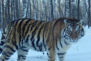 В окрестностях СНТ под Корфовским в Хабаровском крае вновь заметили тигра