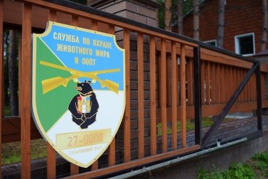 Тематическое фото Центр &quotАмурский тигр