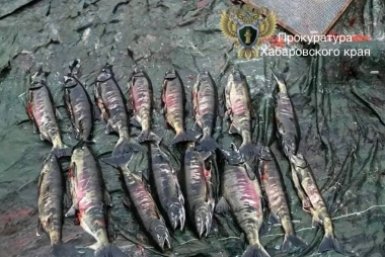 Браконьеры в Хабаровском крае предстанут перед судом за незаконный вылов кеты Прокуратура Хабаровского края