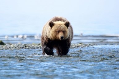 Россиянам выдадут тревожные чемоданчики для защиты от медведей
