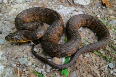 Обычно змеи не нападают на людей, если их не провоцировать pxhere.com