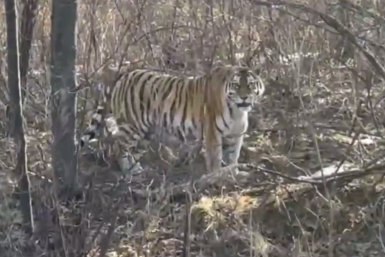 Большую "кисоньку" встретили автомобилистки в Хабаровском крае