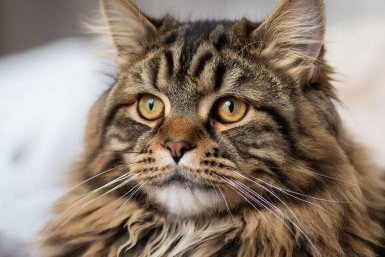 4 недостатка мейн-кунов - о чем молчат ветеринары: знать перед заведением - обязательно Создано при помощи ИИ