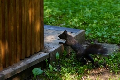 белка, Санаторная, пригород, Парк Лазо Дмитрий Осипчук, ИА PrimaMedia.ru