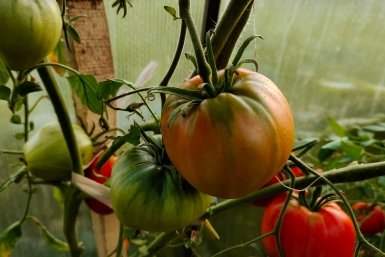 Сахаристые томаты до 800 гр.: такой сорт не требует пасынкования - любимчик дачников Автора