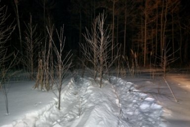 Браконьеры вырубили лес в Хабаровском крае на 8,5 млн рублей Пресс-служба УМВД России по Хабаровскому краю