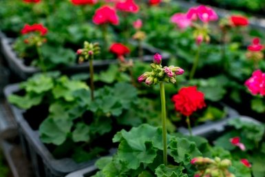 Цветочный город: в Горзеленстрое рассказал о перспективах озеленения Хабаровска