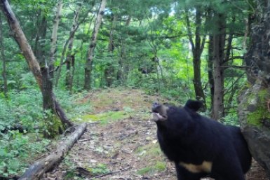 В Хабаровском крае гималайских медведей посчитают ФГБУ &quotЗаповедное Приамурье&quot