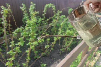 С апреля по июль заливаю этим весь огород - урожая столько, что даже соседи в шоке: секрет 1 мощного вещества ИА KrasnodarMedia