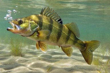 Тематическое фото Создано при помощи ИИ.