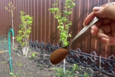 Забудьте про навоз: 3 ложки этого порошка заменяют тонну удобрений: &quotвау&quot эффект через 3 дня ИА KrasnodarMedia