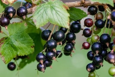 Тематическое фото pxhere.com