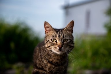 Самые здоровые породы кошек-долгожителей: топ-3 от ветеринара - живут по 20 лет ИА Stavropol.Media