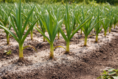 До 10 мая чесноку — в первую очередь: 1 ложка в воду — и головки растут размером с яблоко