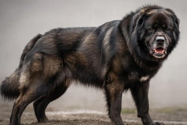 Сломают любого новичка: 5 пород собак, с которыми не справятся 90% владельцев - их боятся даже кинологи Создано при помощи ИИ