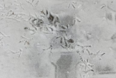 Пока вы спали: расширить "белый список", маленькое свидетельство, мятеж наёмников