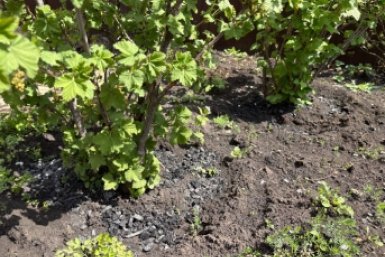 Смородине в апреле - срочно: 1 ст. ложка в воду - в сладких ягодах 7/7 кустов EAOMedia
