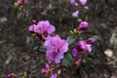 Работы в парке &quotДинамо&quot ИА AmurMedia