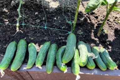 Эти 2 сорта огурцов - вывезли урожай 2025: сажаю снова - хрустят и радуют вкусом ChitaMedia