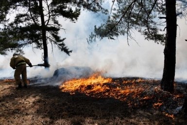 Тематическое фото Министерство лесного хозяйства и лесопереработки Хабаровского края