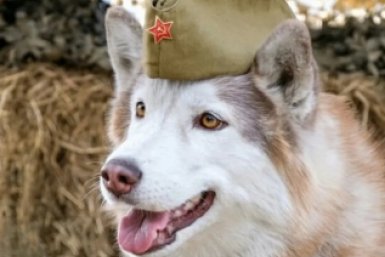 Познакомиться с четвероногими героями и выбраться на природу приглашают жителей и гостей Хабаровского края