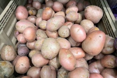 Картошка бомбит ведрами из грядки: кладу в каждую лунку горсть этого мусора - клубни крупные, чистые и без проволочника ИА UssurMedia
