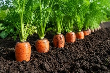 Не кладите навоз под морковь Сгенерировано ИИ