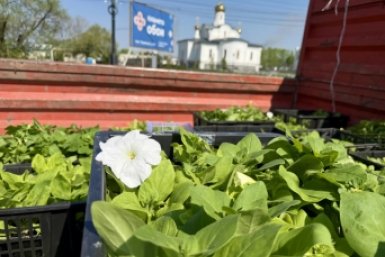 Российский флаг из 10 тысяч петуний распустится возле хабаровского аэропорта Сайт министерства транспорта и дорожного хозяйства Хабаровского края