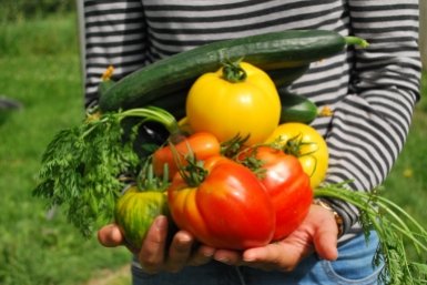 Бабушкин секрет: 1 простой продукт поможет защитить урожай без лишних затрат
