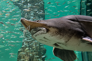 Калуги пресс-служба Приморского океанариума