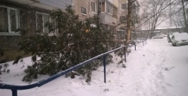 Упавшая от ветра ель во дворе Екатерина Шульга