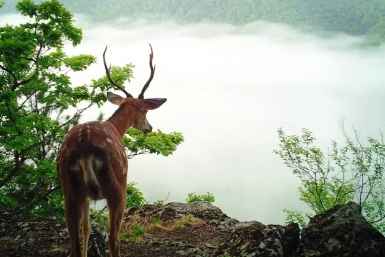 Тот самый олень &quotЗемля леопарда&quot